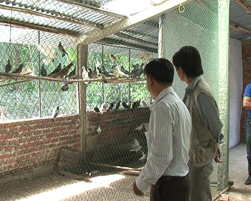 Kỹ thuật nu&ocirc;i chim Bồ c&acirc;u g&agrave; kh&ocirc;ng cần qu&aacute; cầu kỳ trong việc l&agrave;m chuồng. Ảnh: TTXVN