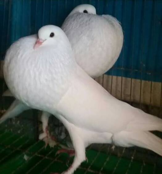 Kỹ thuật nu&ocirc;i chim bồ c&acirc;u kiểng kh&ocirc;ng phải đơn giản. Ảnh minh họa 