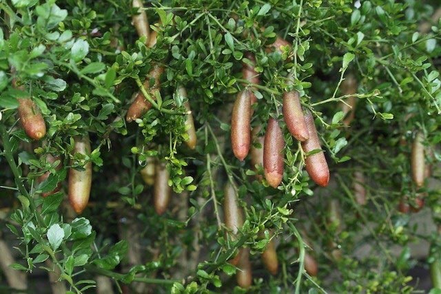 Kỹ thuật trồng c&acirc;y Chanh ng&oacute;n tay cần đặc biệt ch&uacute; &yacute; tới c&aacute;ch ng&acirc;m ủ hạt giống đ&uacute;ng c&aacute;ch. Ảnh minh họa