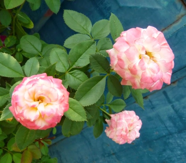 Kỹ thuật trồng c&acirc;y hoa Hồng đổi m&agrave;u tưởng phức tạp nhưng lại kh&aacute; đơn giản. Ảnh minh họa