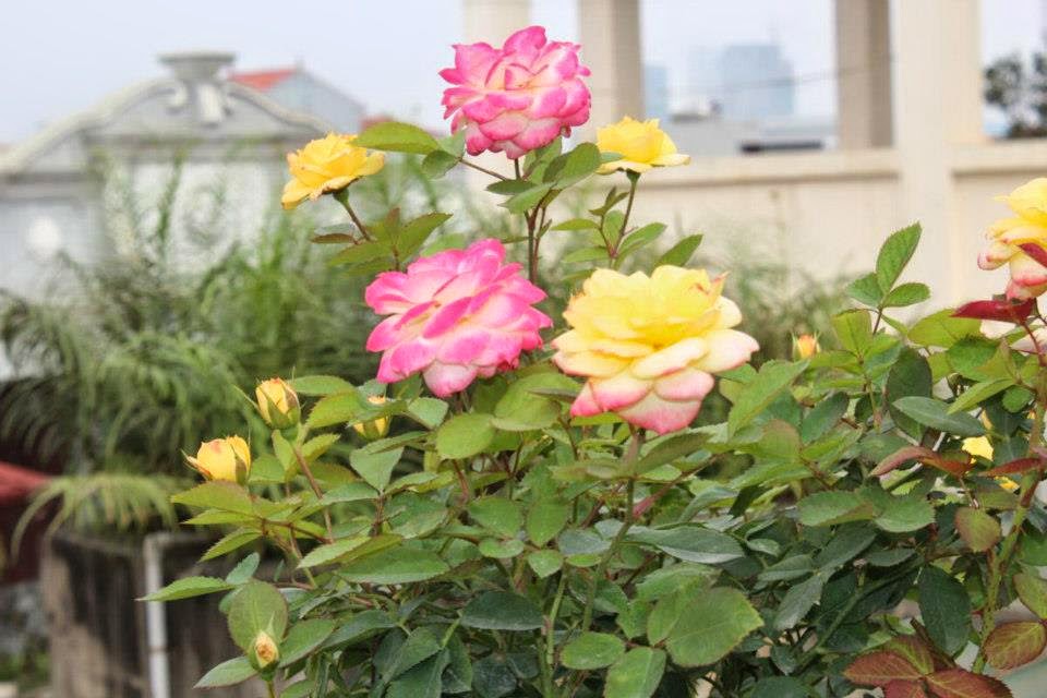 Kỹ thuật trồng c&acirc;y hoa Hồng đổi m&agrave;u cần chăm s&oacute;c kh&aacute; kỹ để tạo ra được những b&ocirc;ng hoa to, m&agrave;u sắc đẹp. Ảnh minh họa