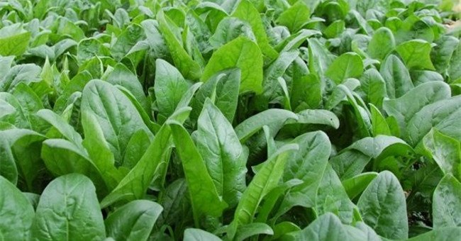 Trồng rau cải b&oacute; x&ocirc;i tại nh&agrave; c&oacute; thể bằng c&aacute;ch gieo hạt v&agrave;o chậu, hộp x&ocirc;p đều được. Ảnh minh họa