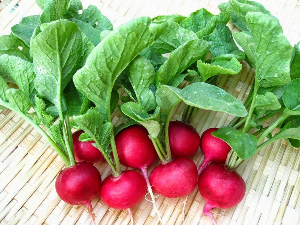 Kỹ thuật trồng c&acirc;y củ cải đỏ tại nh&agrave; chỉ cần một th&aacute;ng l&agrave; đ&atilde; c&oacute; thể thu hoạch. Ảnh minh họa