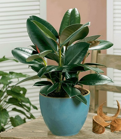 Kỹ thuật trồng c&acirc;y đa b&uacute;p đỏ đặt tại văn ph&ograve;ng sẽ mang cho gia chủ t&agrave;i lộc, vương giả v&agrave; uy quyền. Ảnh minh họa 