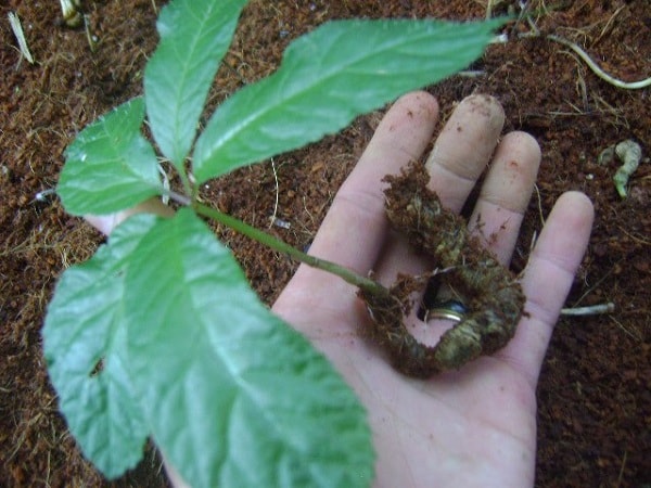 Kỹ thuật trồng c&acirc;y s&acirc;m Ngọc Linh cần phải đ&uacute;ng quy tr&igrave;nh kỹ thuật. Ảnh minh họa 