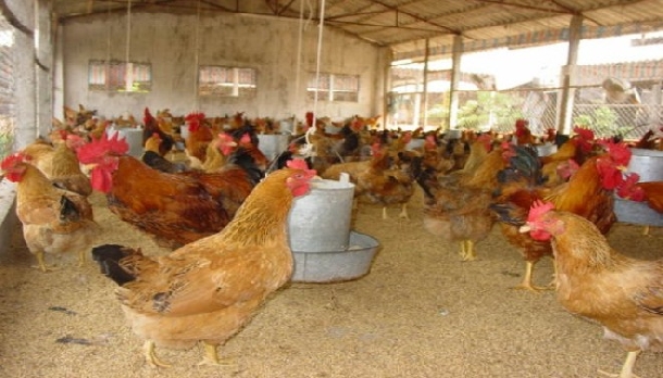 Chăn nu&ocirc;i g&agrave; tam ho&agrave;ng cần phải thường xuy&ecirc;n khử tr&ugrave;ng chuồng trại để tr&aacute;nh dịch bệnh. Ảnh minh họa