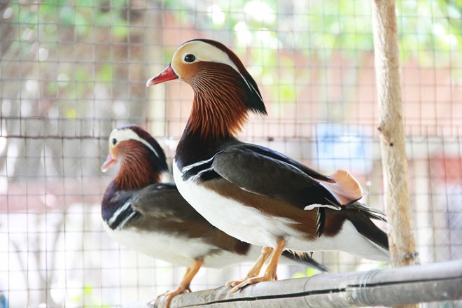 Kỹ thuật nu&ocirc;i vịt uy&ecirc;n ương cần phải c&oacute; c&aacute;c quy tr&igrave;nh từ chuồng trại cho tới m&aacute;ng ăn, m&aacute;ng uống đều phải đảm bảo vệ sinh. Ảnh minh họa