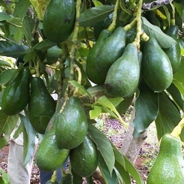 Kỹ thuật trồng cây bơ tương đối dễ bởi cây kháng bệnh tốt, phát triển nhanh. Ảnh minh họa Kỹ thuật trồng cây bơ tương đối dễ bởi cây kháng bệnh tốt, phát triển nhanh. Ảnh minh họa