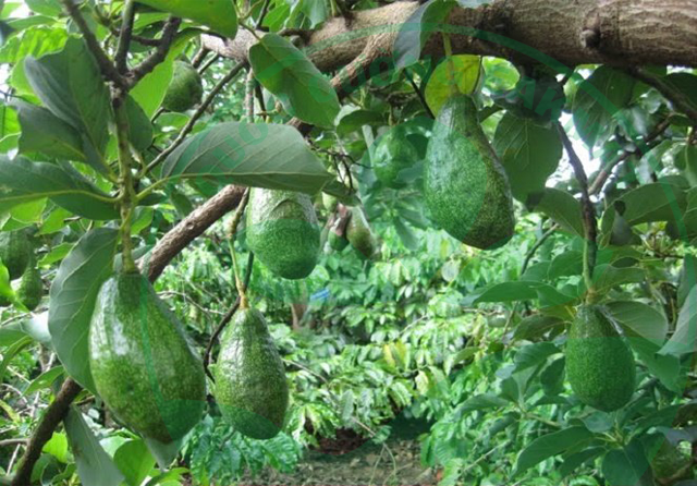 Kỹ thuật trồng cây bơ sao cho hiệu quả bà con nên trang bị cho mình nhiều kiến thức cơ bản về loại cây này. Ảnh minh họa Kỹ thuật trồng cây bơ sao cho hiệu quả bà con nên trang bị cho mình nhiều kiến thức cơ bản về loại cây này. Ảnh minh họa