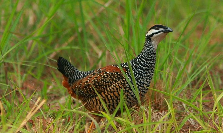 Kỹ thuật nu&ocirc;i chim đa đa h&oacute;t nhiều cũng cần phải ki&ecirc;n tr&igrave;. Ảnh minh họa 
