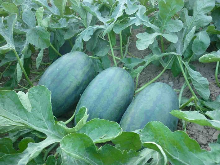 Kỹ thuật trồng dưa hấu ruột v&agrave;ng tương đối đơn giản. Ảnh minh họa 