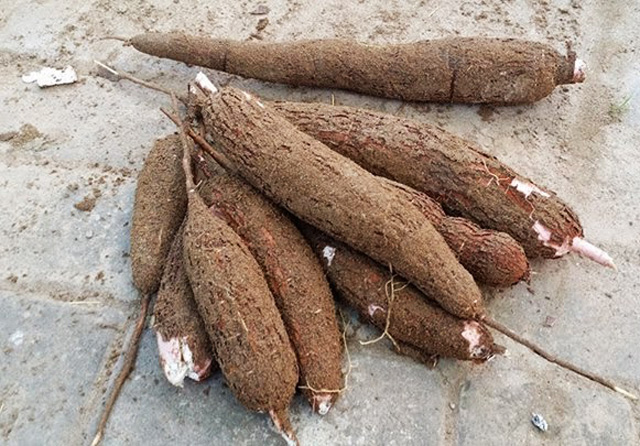  Củ sắn l&agrave; một trong c&aacute;c loại củ quả c&oacute; vỏ cực độc nếu ăn phải. Ảnh minh họa