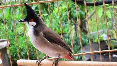 Kỹ thuật nu&ocirc;i chim ch&agrave;o m&agrave;o phải tinh &yacute; nhận ra c&aacute;c tật xấu của ch&uacute;ng để kịp thời chặn. Ảnh minh họa