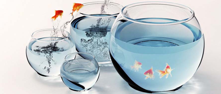 Kỹ thuật nu&ocirc;i c&aacute; cảnh trong b&igrave;nh thủy tinh mini cần phải thay nước thường xuy&ecirc;n đảm bảo c&aacute; sống l&acirc;u. Ảnh minh họa