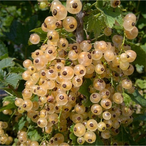 Để kỹ thuật trồng c&acirc;y nho chuỗi ngọc th&agrave;nh c&ocirc;ng cần phải ch&uacute; &yacute; yếu tố nước tưới, thời tiết v&agrave; s&acirc;u bệnh. Ảnh minh họa 