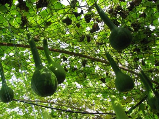 Bầu thi&ecirc;n Nga c&oacute; h&igrave;nh d&aacute;ng kh&aacute; độc đ&aacute;o giống y chang ch&uacute; chim Thi&ecirc;n gia bơi lội. Ảnh minh họa 