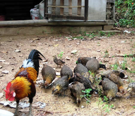 Kỹ thuật nu&ocirc;i v&agrave; chăm s&oacute;c g&agrave; rừng phải thường xuy&ecirc;n ph&ograve;ng bệnh mới đem lại hiệu quả như mong muốn. Ảnh minh họa 