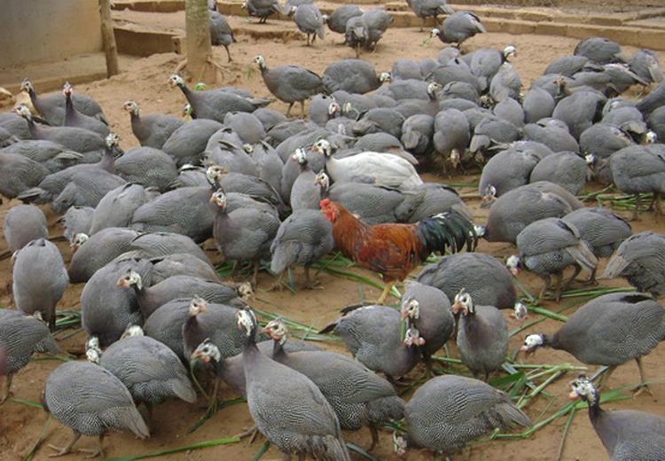 Kỹ thuật nu&ocirc;i g&agrave; sao cần phải hết sức thận trọng v&agrave; ki&ecirc;n tr&igrave; mới th&agrave;nh c&ocirc;ng. Ảnh minh họa 
