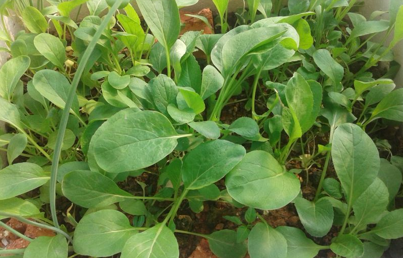 Kỹ thuật trồng rau sạch bằng xỉ than tại nh&agrave; tiết kiệm được nhiều thứ. Ảnh minh họa 