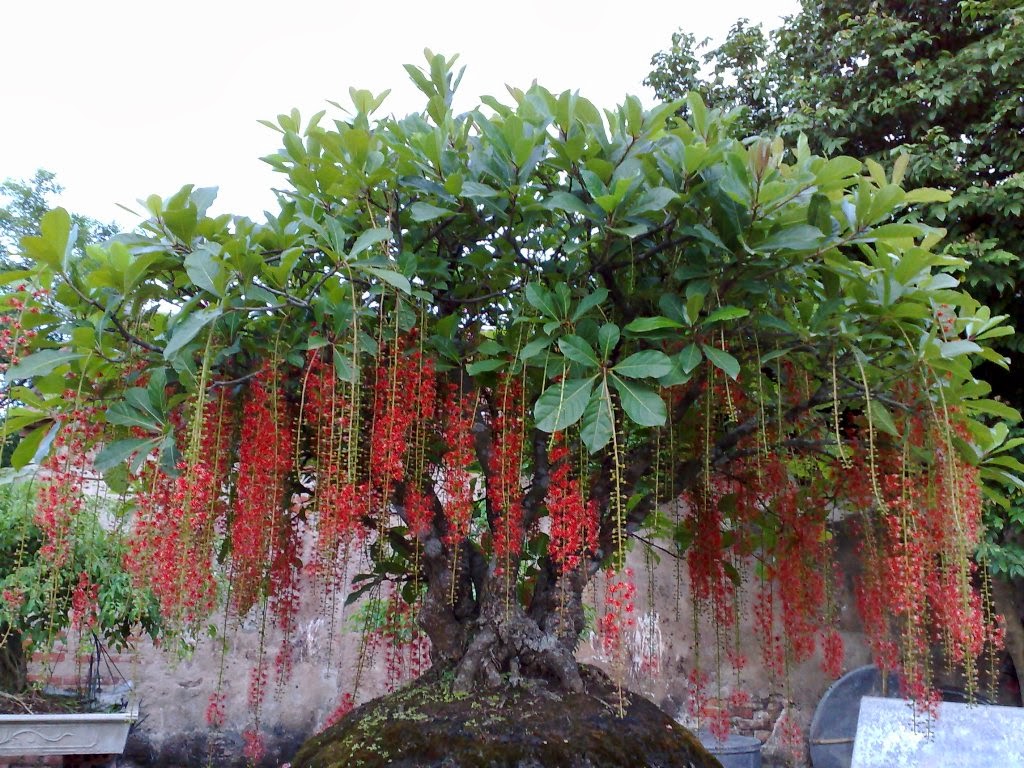 Kỹ thuật trồng c&acirc;y lộc vừng cần phải đảm y&ecirc;u cầu đất tốt, chăm s&oacute;c kỹ. Ảnh minh họa