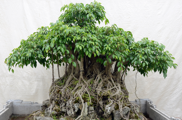 Kỹ thuật trồng c&acirc;y Sanh tạo thế như &yacute; muốn quả kh&ocirc;ng đơn giản. Ảnh minh họa
