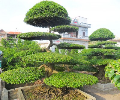 Kỹ thuật trồng c&acirc;y Sanh sao cho nhiều nh&aacute;nh, tốt quanh năm phải lu&ocirc;n giữ ẩm bằng c&aacute;ch tưới nước thường xuy&ecirc;n. Ảnh minh họa