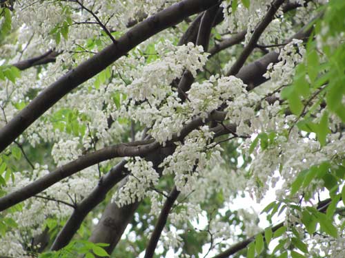 Hoa sưa rất đẹp n&ecirc;n được chuộng trồng ở khắp nơi. Ảnh minh họa 