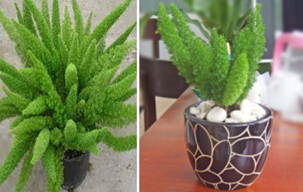  Kỹ thuật trồng c&acirc;y T&ugrave;ng đu&ocirc;i chồn được kh&aacute; nhiều người &aacute;p dụng v&igrave; kh&aacute; đơn giản. Ảnh minh họa