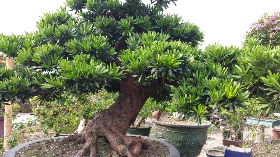 Kỹ thuật trồng c&acirc;y T&ugrave;ng La H&aacute;n bonsai đẹp phải ki&ecirc;n tr&igrave;. Ảnh minh họa 