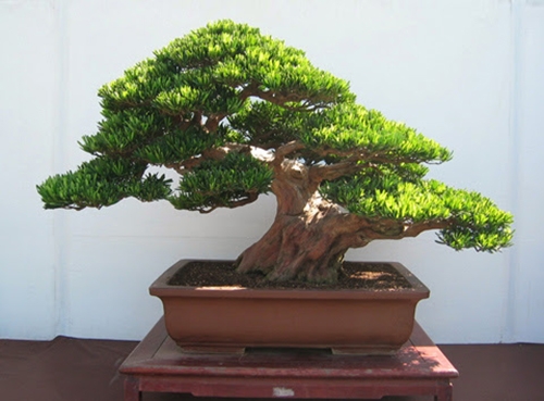 Kỹ thuật trồng c&acirc;y T&ugrave;ng La H&aacute;n bonsai phải ch&uacute; &yacute; cắt tỉa v&agrave; kh&ocirc;ng n&ecirc;n b&oacute;n ph&acirc;n khi c&acirc;y kh&ocirc;ng ra đọt. Ảnh minh họa 