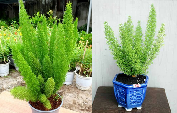 Kỹ thuật trồng c&acirc;y T&ugrave;ng đu&ocirc;i chồn kh&ocirc;ng cần qu&aacute; cầu kỳ nhưng vẫn đẹp. Ảnh minh họa 