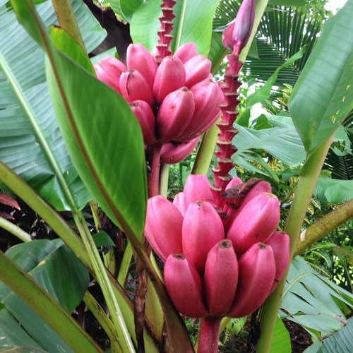  Kỹ thuật trồng c&acirc;y chuối đỏ mất khoảng th&aacute;ng c&acirc;y mới cho ra tr&aacute;i đầu ti&ecirc;n. Ảnh minh họa
