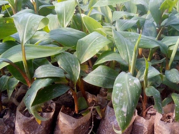 Kỹ thuật trồng c&acirc;y chuối đỏ c&oacute; thể &aacute;p dụng bằng c&aacute;ch gieo hạt hoặc mua bầu c&acirc;y về trồng. Ảnh minh họa 
