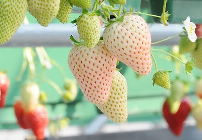 Kỹ thuật trồng c&acirc;y d&acirc;u t&acirc;y dứa cho quả sai cần phải chọn giống tốt, chăm s&oacute;c đ&uacute;ng c&aacute;ch. Ảnh minh họa 