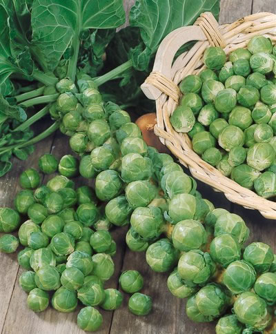 Kỹ thuật trồng c&acirc;y bắp cải t&iacute; hon tại nh&agrave; kh&ocirc;ng mất qu&aacute; nhiều thời gian chăm s&oacute;c nhưng năng suất lại cao. Ảnh minh họa 