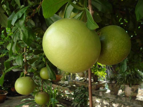 Kỹ thuật trồng c&acirc;y Đ&agrave;o ti&ecirc;n cần chăm s&oacute;c kỹ c&agrave;ng mới mong cho ra nhiều quả. Ảnh minh họa