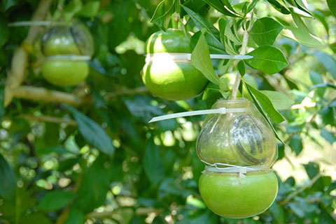 Kỹ thuật trồng c&acirc;y đ&agrave;o ti&ecirc;n vừa cho quả vừa l&agrave;m c&acirc;y cảnh bonsai rất đẹp. Ảnh minh họa