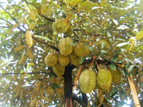 Kỹ thuật trồng c&acirc;y sầu ri&ecirc;ng hạt l&eacute;p cũng cần phải ph&ograve;ng bệnh hiệu quả mới cho năng suất cao. Ảnh minh họa 