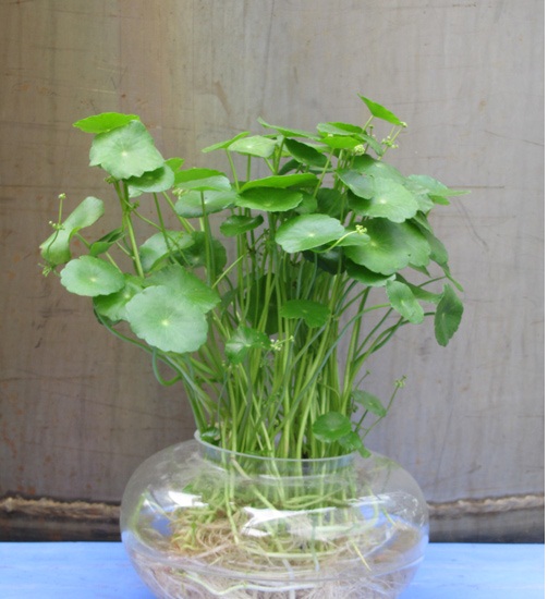 Kỹ thuật trồng c&acirc;y rau m&aacute; thủy tinh chỉ cần chăm s&oacute;c đ&uacute;ng c&aacute;ch c&acirc;y sẽ lớn rất nhanh, đẹp, độc v&agrave; lạ mắt. Ảnh minh họa 