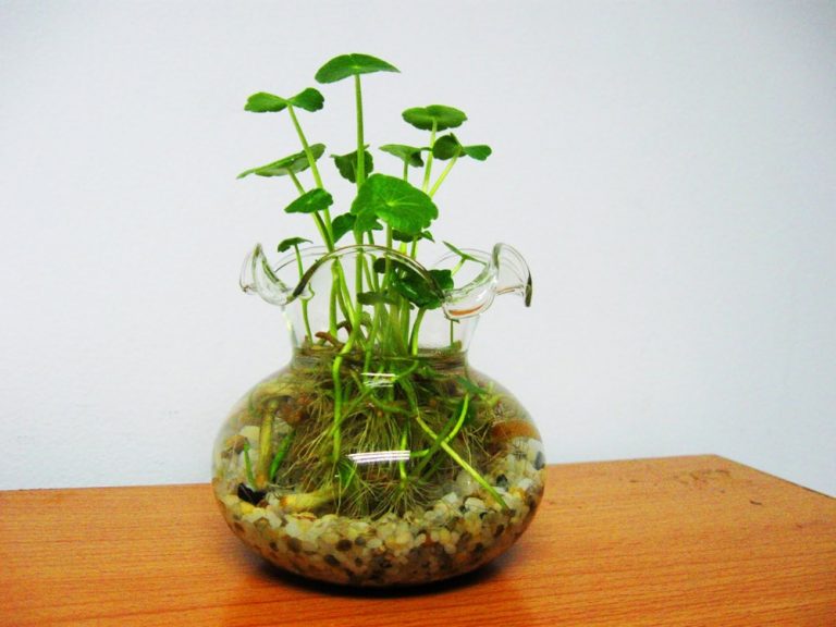 Kỹ thuật trồng c&acirc;y rau m&aacute; thủy sinh c&oacute; thể trồng v&agrave;o nhiều dụng cụ kh&aacute;c nhau. Ảnh minh họa 