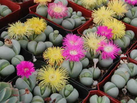 C&acirc;y hoa Thạch lan với nhiều m&agrave;u sắc kh&aacute;c nhau. Ảnh minh họa 
