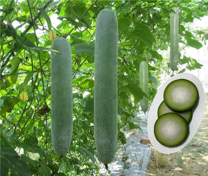 Kỹ thuật trồng c&acirc;y b&iacute; xanh tại nh&agrave; cho quả sai trĩu gi&agrave;n nhờ chăm s&oacute;c đ&uacute;ng c&aacute;ch. Ảnh minh họa 