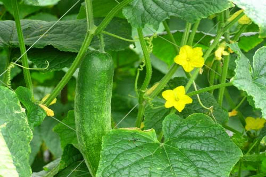 Kỹ thuật trồng c&acirc;y dưa chuột nếp v&agrave; con cần ch&uacute; &yacute; tới việc ủ hạt, tỉa c&acirc;y sao cho mật độ vừa phải. Ảnh minh họa