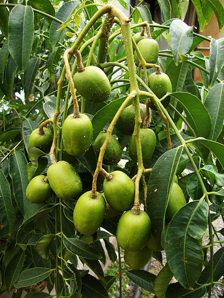 Kỹ thuật trồng c&acirc;y c&oacute;c Th&aacute;i đơn giản, quả vẫn sai trĩu c&agrave;nh. Ảnh minh họa