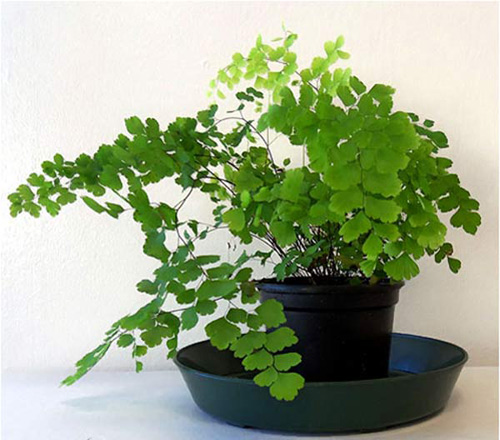 Kỹ thuật trồng c&acirc;y t&oacute;c thần vệ nữ kh&ocirc;ng cầu kỳ, chăm s&oacute;c đơn giản. Ảnh minh họa