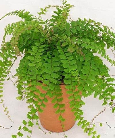 Kỹ thuật trồng c&acirc;y t&oacute;c thần vệ nữ l&agrave;m sạch kh&ocirc;ng kh&iacute; trong nh&agrave; cực tốt. Ảnh minh họa
