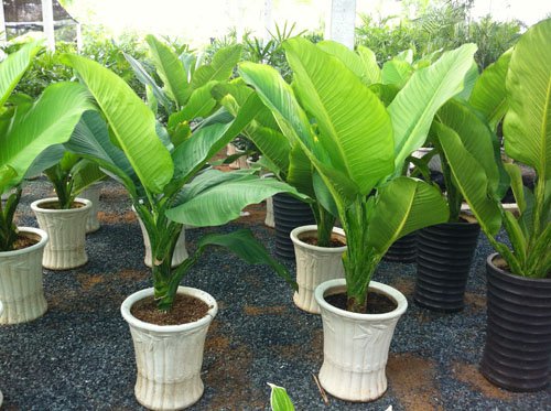 Để c&acirc;y Đại ph&uacute; lu&ocirc;n xanh tốt cần &aacute;p dụng kỹ thuật trồng c&acirc;y v&agrave; chăm s&oacute;c đ&uacute;ng c&aacute;ch. Ảnh minh họa 