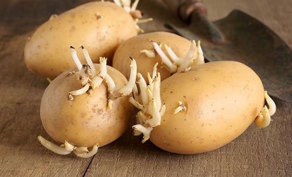  Khoai t&acirc;y mọc mẩm cực độc cần vứt bỏ ngay. Ảnh minh họa