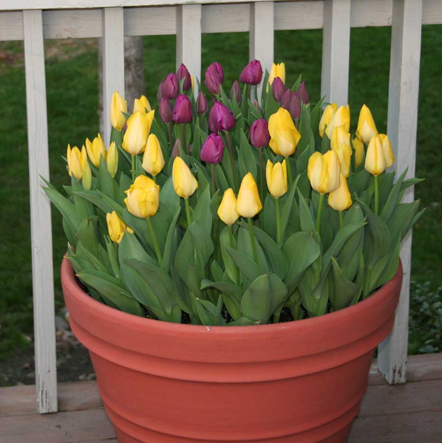 Kỹ thuật trồng hoa Tulip tại nh&agrave; phải để &yacute; tới yếu tố thời tiết cho ph&ugrave; hợp. Ảnh minh họa