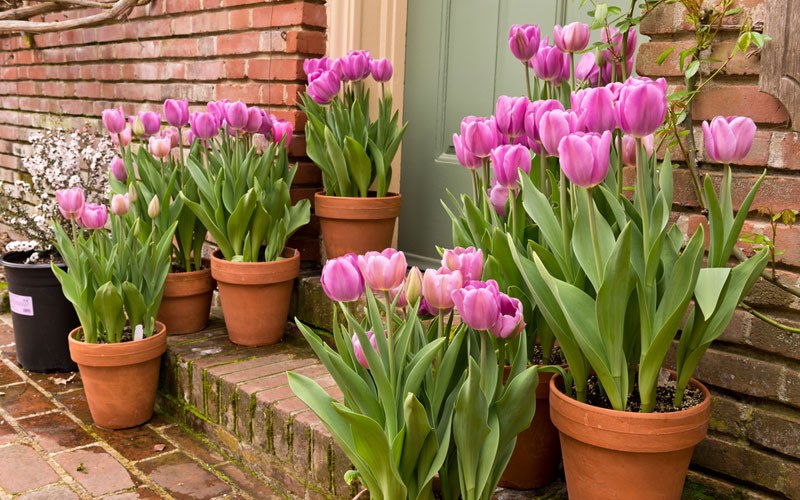 Kỹ thuật trồng hoa Tulip tại nh&agrave; mang đến cho kh&ocirc;ng gian th&ecirc;m phần nổi bật. Ảnh minh họa